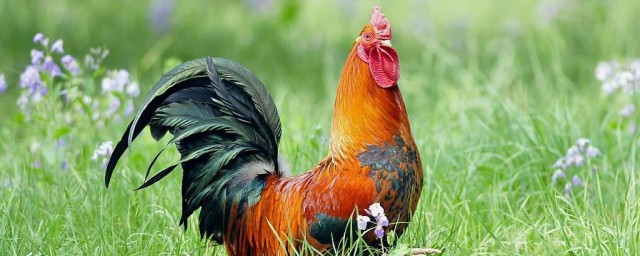 盘点鸡下软壳蛋的原因(鸡经常下壳蛋)