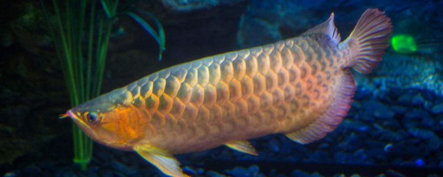 什么属相不能养金龙鱼(属龙适合养什么金鱼)