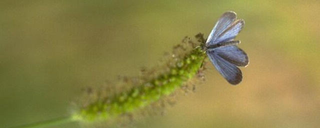 家里为何有小飞蛾(为什么家里总有小飞蛾)