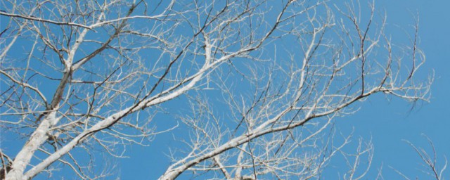 冬天要把树枝砍掉原因(冬天把树枝全剪掉)