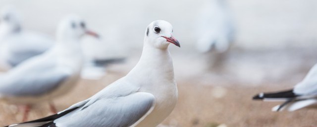 为啥鸽子代表和平(鸽子是不是代表和平)