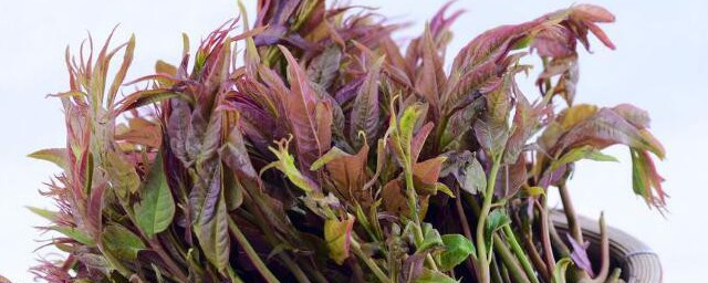 香椿为何是苦的(香椿为什么有的苦,有的不苦)