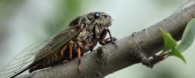 蝉鸣叫的原因(蝉的鸣叫是什么行为)