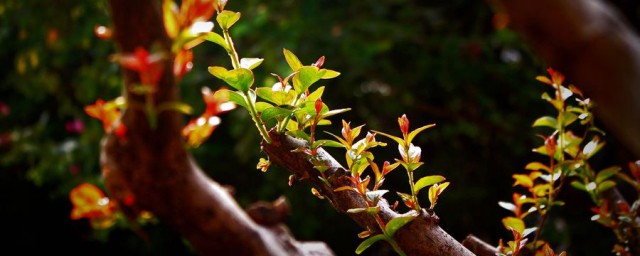 关于椿芽的功效和禁忌介绍(椿芽忌什么)