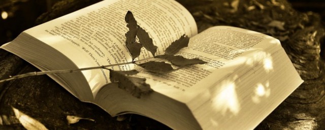 猫这篇课文的内容(猫这篇课文是什么)