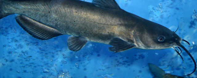 钳鱼和鲶鱼的区别是什么(钳鱼和鲶鱼哪个好吃)