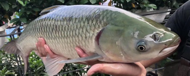 脆肉鲩怎么做好吃(脆肉鲩怎么做好吃又简单)