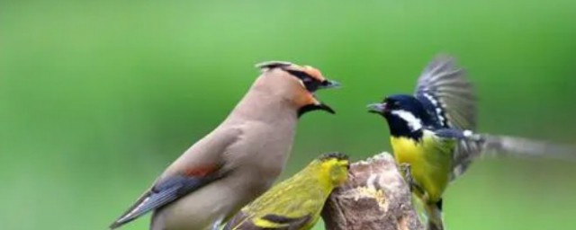 小学语文课文解析(小学语文课文解析朗读)