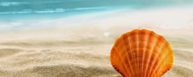 贝壳简笔画教程(贝壳怎么画简笔)