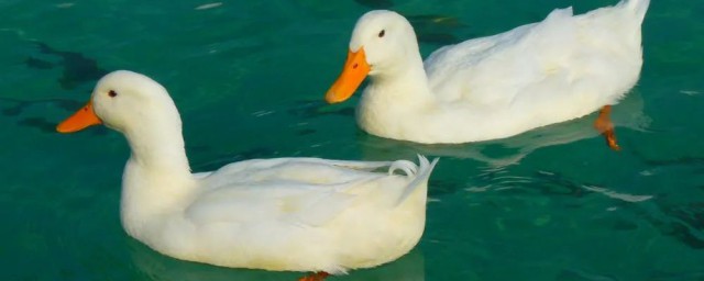 鸭子不会飞的原因(什么鸭子不会飞走)