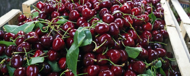 车厘子回味苦的原因分析(车厘子有苦味是什么原因)