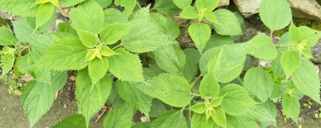 麻叶的功效与作用介绍(麻叶子有什么功效与作用)