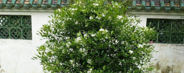 九里香盆景需要注意什么(九里香盆景种植方法)