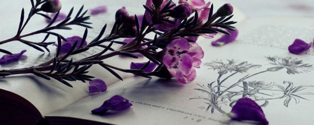 书的别称和雅称有什么(书的别称和雅称古人对读书的雅称)