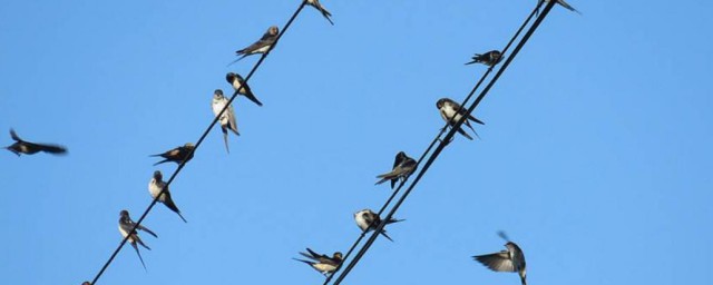 鸟为什么能站在高压电线上(鸟站在高压电线上为什么没事)