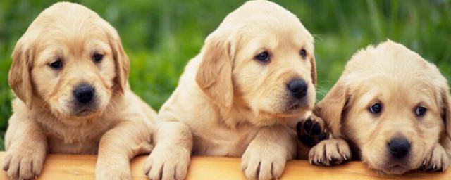 动物繁殖的方式是怎样的(动物的繁殖方式有什么)