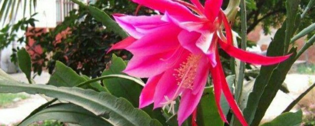 令箭荷花的寓意是什么(令箭荷花的花语是不是不吉祥)