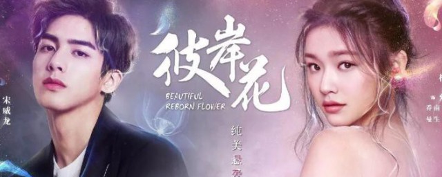 电视剧彼岸花的结局是怎样的(彼岸花剧情结局)