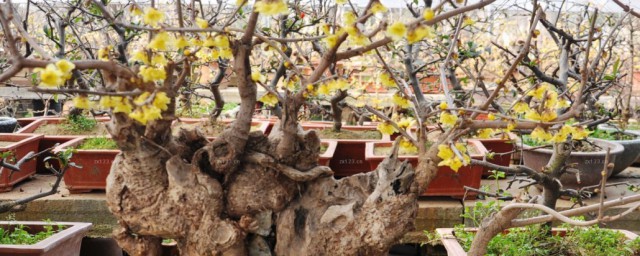 腊梅盆景怎么制作方法(腊梅盆景种植方法)