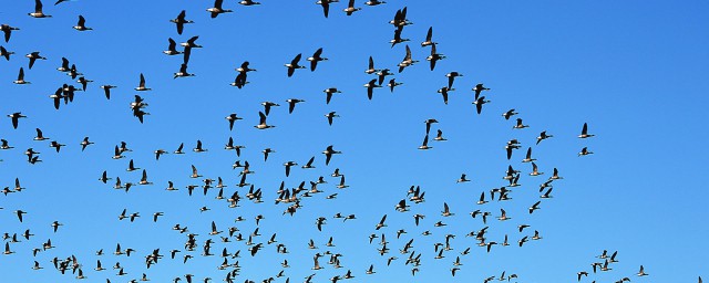 大雁南飞排成人字和一字的原因(大雁南飞时排成人字形对此你有什么看法)