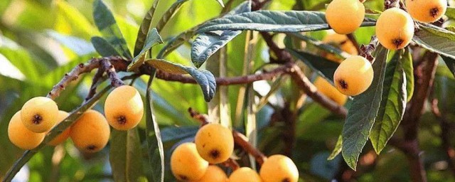 枇杷种植注意事项简单介绍(栽枇杷苗的注意事项)