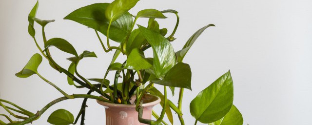 家里养绿萝风水好不好(从风水角度看家里养绿萝好不好)