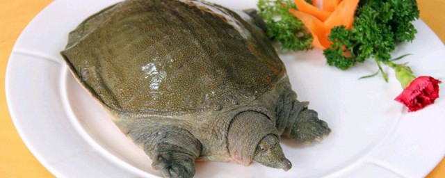 简述水鱼的禁忌人群(甲鱼哪些人不能吃)