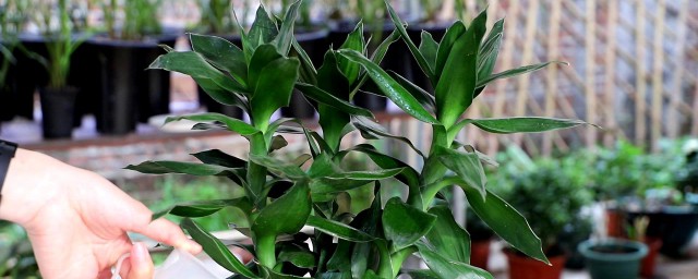 家里摆放富贵竹有什么讲究(家中到底要不要摆富贵竹)