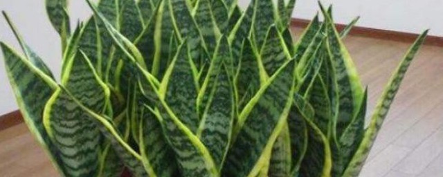 虎皮兰放卧室风水禁忌有哪些(在风水上虎皮兰可不可以放客厅摆放)