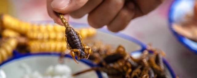 吃蝎子的注意事项有哪些(吃蝎子的好处和禁忌)