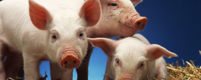 猪叫声用文字形容是怎样的(猪叫声文字怎么写)