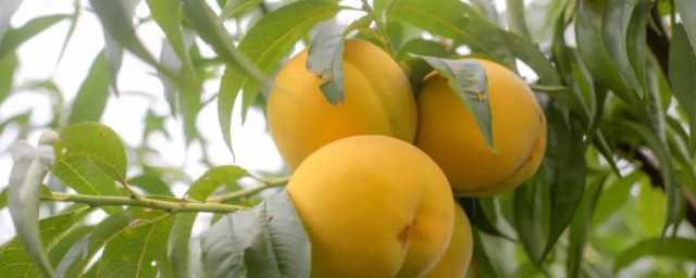 晚上吃黄桃愿意胖吗(晚上吃黄桃会长胖吗)