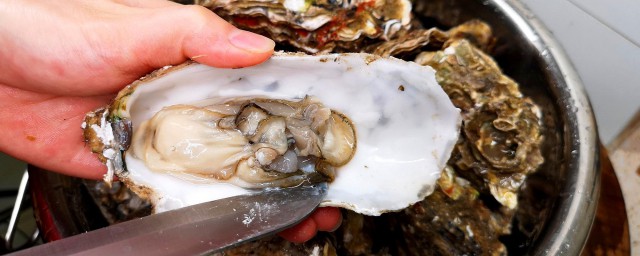 怎么保存活生蚝(活生蚝保存方法)