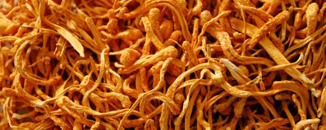 虫草花的搭配禁忌有哪些(虫草花的配伍禁忌)