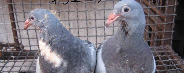 刚出生的小鸽子吃什么东西(小鸽子生出来吃什么)