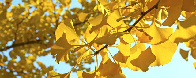 银杏树有什么风水禁忌的吗(银杏树栽种有讲究什么风水吗)