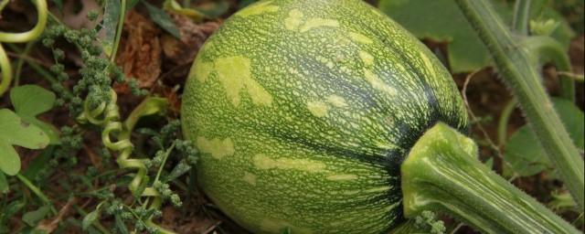 窝瓜不适合什么样的人吃(窝瓜的营养价值什么人不能吃)