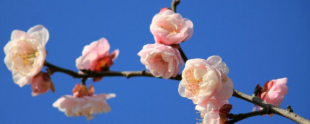 对联的介绍(对联的介绍50字)