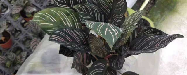 关于双线竹芋风水禁忌(家里放双线竹芋吉利吗)