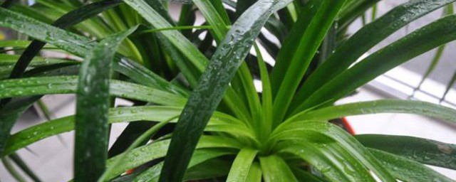 龙须树的风水作用(种龙须树有什么好处)