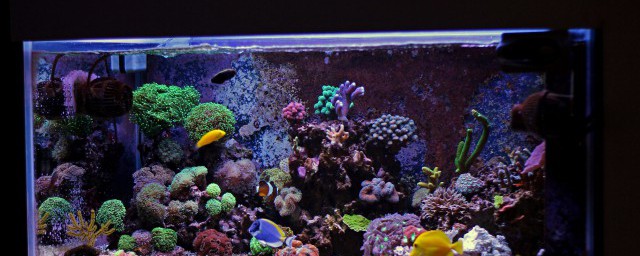 最简单鱼缸开缸养水(开缸养水有几种方法)