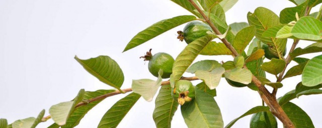 番石榴叶禁忌人群有哪些(石榴叶的功效与作用)