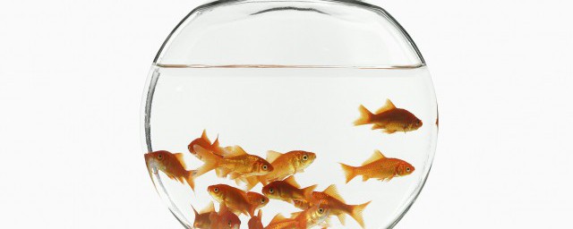 鹦鹉鱼发白的原因有哪些(鹦鹉鱼变白是什么病)