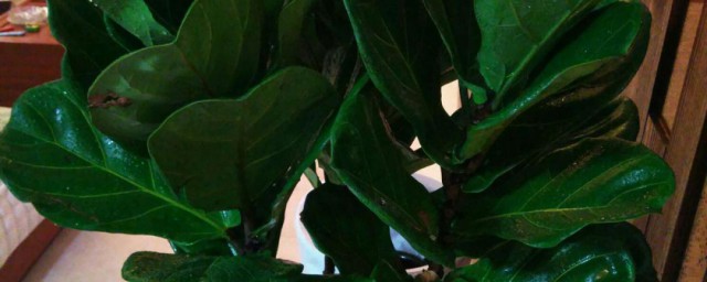 琴叶榕的风水禁忌(琴叶榕败坏风水吗 家里不能养吗)