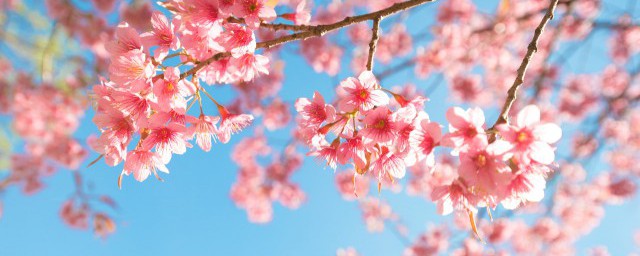 人无千日好花无百日红的正解(人无千日好花无百日红什么意思这句话出自哪里)