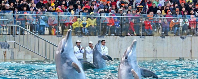 深圳海洋世界介绍(深圳海洋世界在哪个区)