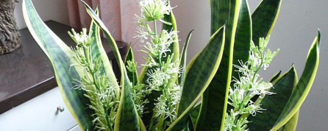 虎尾兰的风水禁忌介绍(虎尾兰的知识)