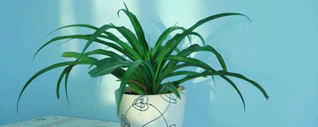 吊兰风水禁忌介绍(吊兰风水摆放禁忌属相)