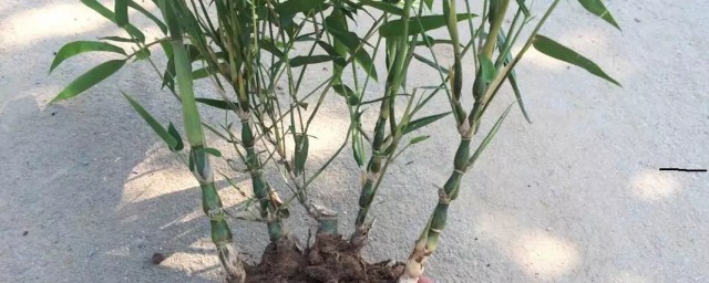 佛肚竹风水禁忌有什么(家中养佛肚竹风水好吗)