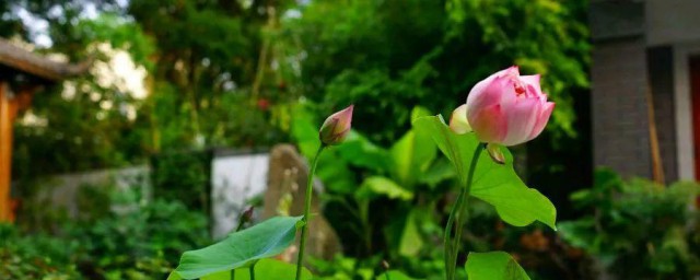 在院子里种荷花有什么禁忌(院里种荷花好不)